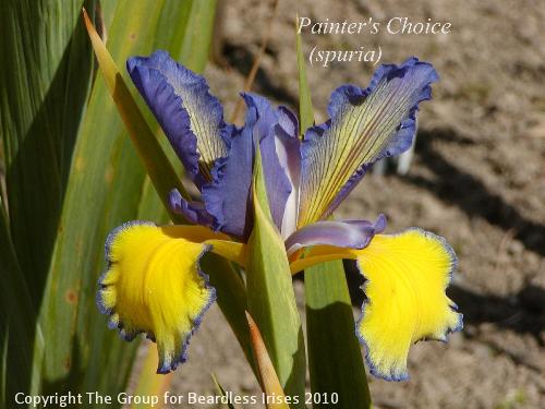 Painter's Choice
